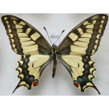 Papilio machaon Linnaeus, 1758 Paź królowej Poland 70mm46n